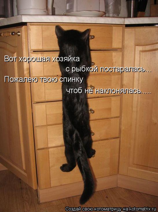 Вот хорошая хозяйка Пожалею твою спинку с рыбкой постаралась... чтоб не наклонялась........ Котоматрица: Вот хорошая хозяйка Пожалею твою спинку с рыбкой постаралась... чтоб не наклонялась.....