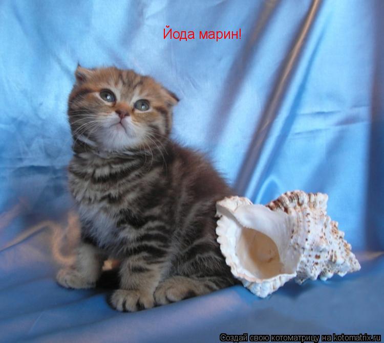 Котоматрица: Йода марин!