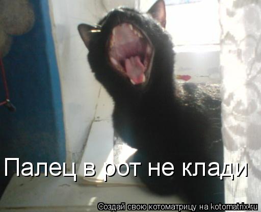 Котоматрица: Палец в рот не клади
