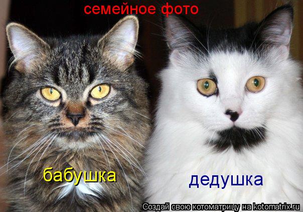Котоматрица: семейное фото бабушка дедушка