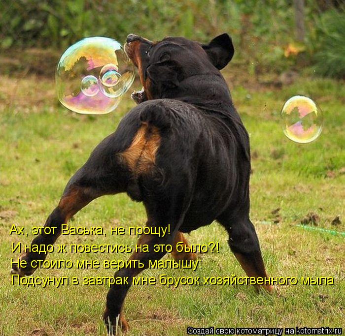 Котоматрица: Ах, этот Васька, не прощу!  И надо ж повестись на это было?! Не стоило мне верить малышу: Подсунул в завтрак мне брусок хозяйственного мыла