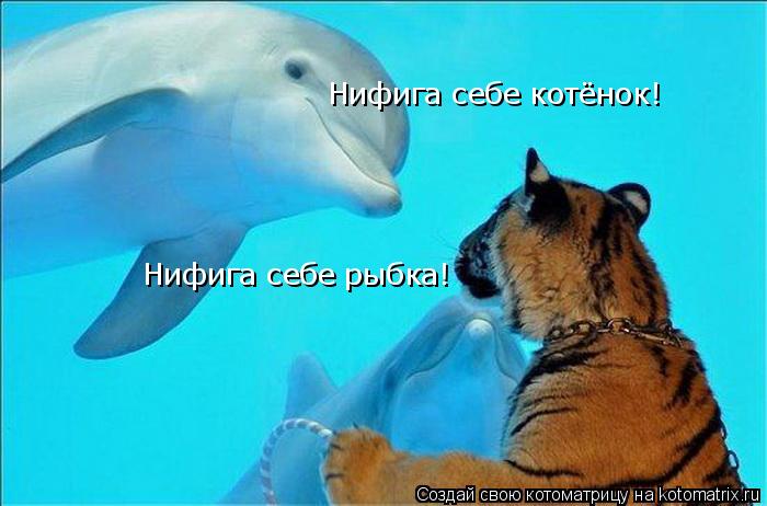 Котоматрица: Нифига себе рыбка! Нифига себе котёнок!