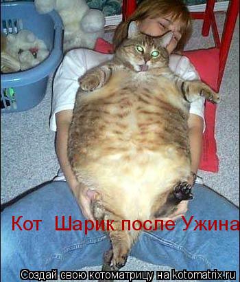 Котоматрица: Кот  Шарик после Ужина