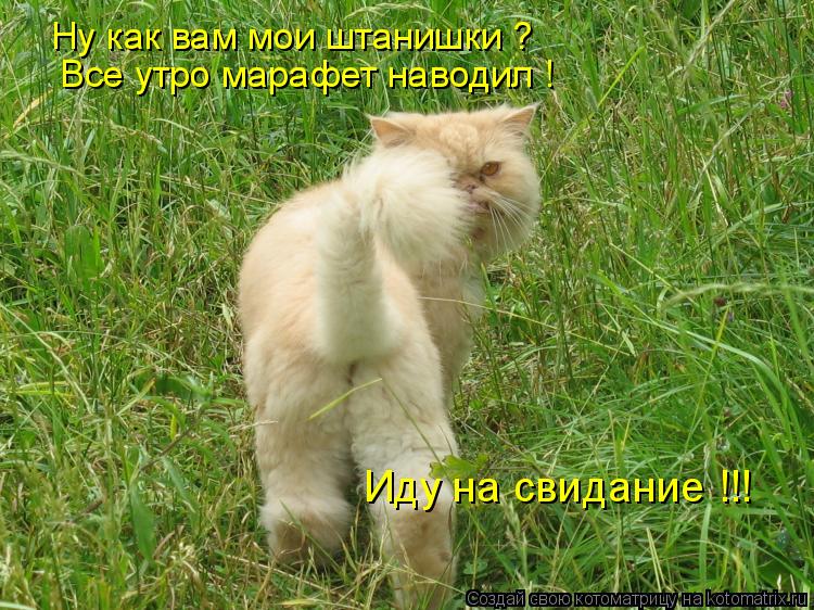 Ну как вам мои штанишки ? Все утро марафет наводил ! Иду на свидание !!!... Котоматрица: Ну как вам мои штанишки ? Все утро марафет наводил ! Иду на свидание !!!
