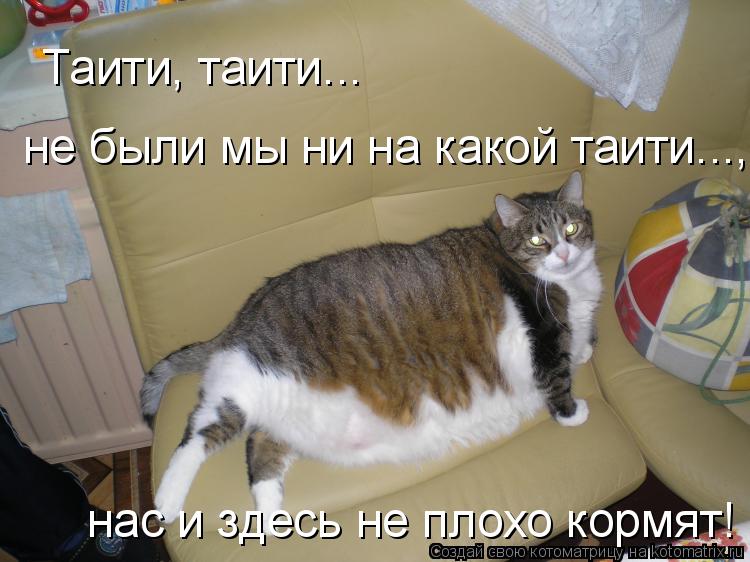 Таити, таити... нас и здесь не плохо кормят! не были мы ни на какой таити...,... Котоматрица: Таити, таити... нас и здесь не плохо кормят! не были мы ни на какой таити...,