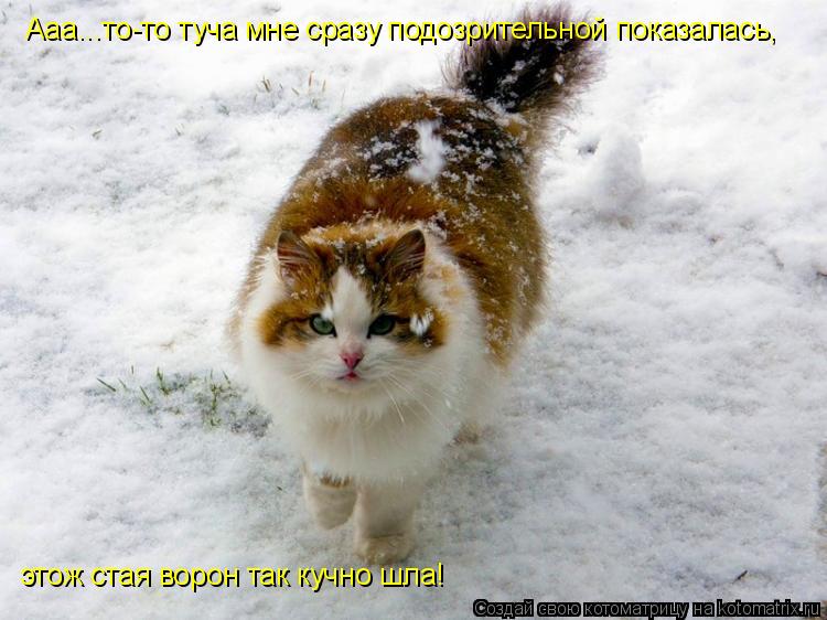 Ааа...то-то туча мне сразу подозрительной показалась, этож стая ворон так кучно шла!... Котоматрица: Ааа...то-то туча мне сразу подозрительной показалась, этож стая ворон так кучно шла!