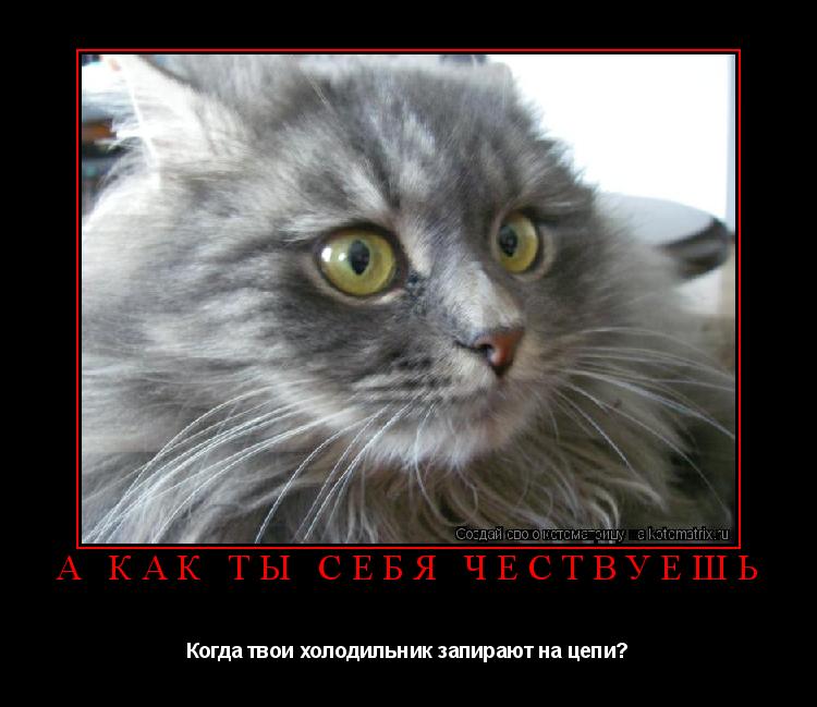 А как ты себя чествуешь Когда твои холодильник запирают на цепи?... Котоматрица: А как ты себя чествуешь Когда твои холодильник запирают на цепи?