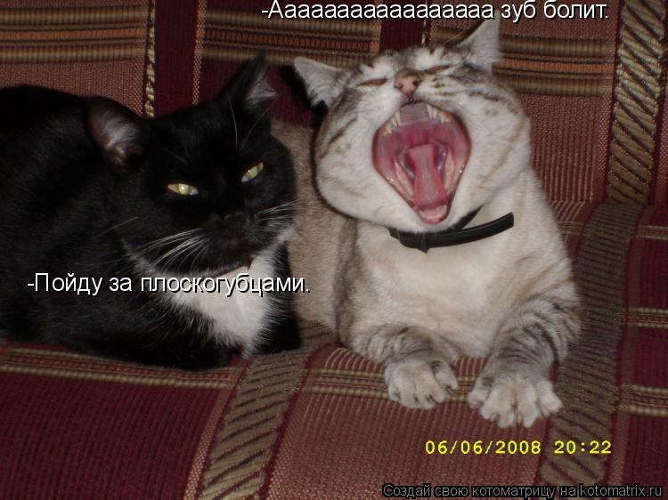 -Ааааааааааааааааа зуб болит. -Пойду за плоскогубцами.... Котоматрица: -Ааааааааааааааааа зуб болит. -Пойду за плоскогубцами.