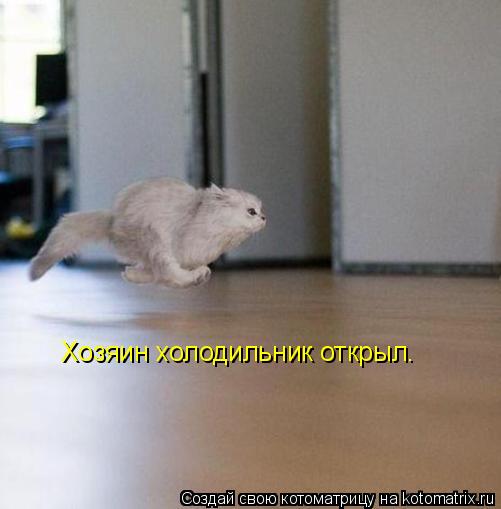 Хозяин холодильник открыл.... Котоматрица: Хозяин холодильник открыл.