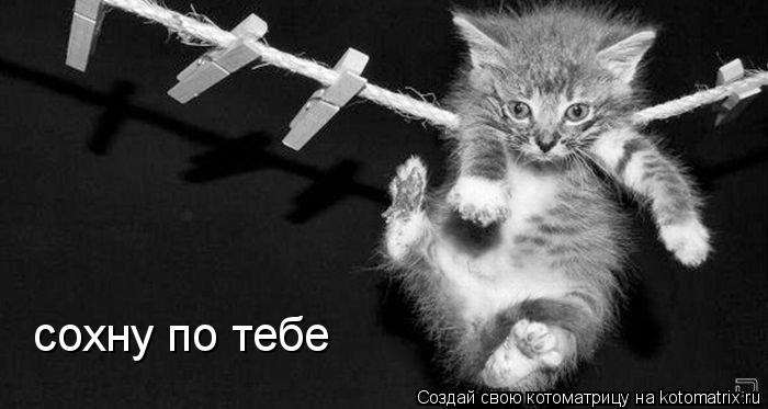 Котоматрица: сохну по тебе