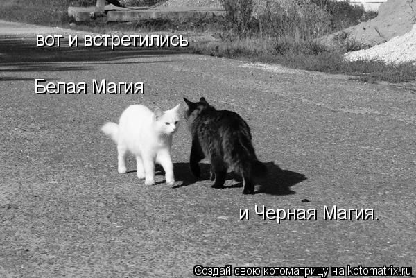 вот и встретились Белая Магия и Черная Магия.... Котоматрица: вот и встретились Белая Магия и Черная Магия.