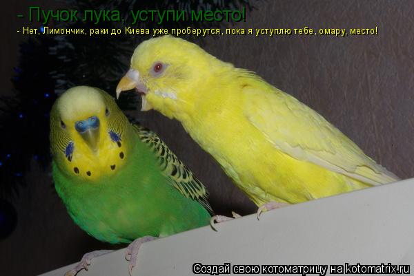 - Пучок лука, уступи место! - Нет, Лимончик, раки до Киева уже проберутся, пока я уступлю тебе, омару... Котоматрица: - Пучок лука, уступи место! - Нет, Лимончик, раки до Киева уже проберутся, пока я уступлю тебе, омару, место!