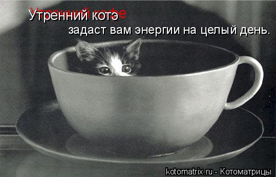 Котоматрица: Утренний кофе Утренний котэ задаст вам энергии на целый день.