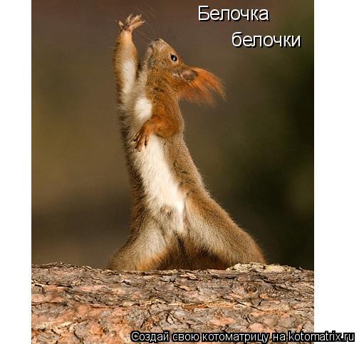 Белочка белочки... Котоматрица: Белочка белочки