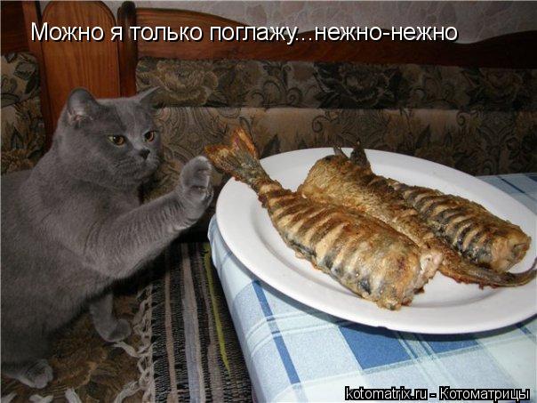 Можно я только поглажу...нежно-нежно... Котоматрица: Можно я только поглажу...нежно-нежно