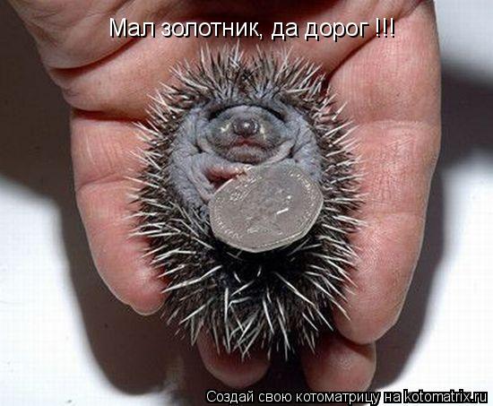 Мал золотник, да дорог !!!... Котоматрица: Мал золотник, да дорог !!!