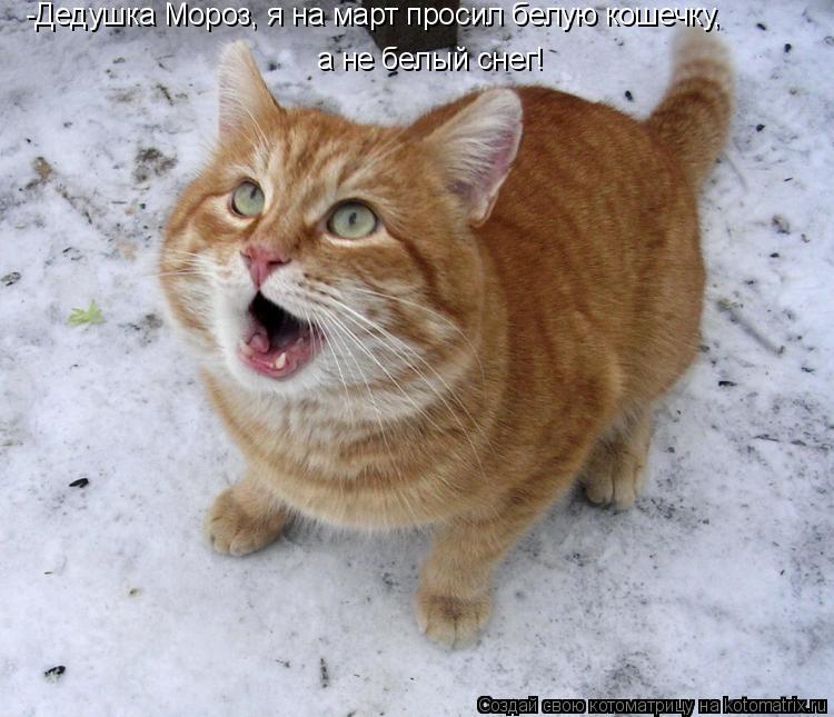 -Дедушка Мороз, я на март просил белую кошечку, а не белый снег!... Котоматрица: -Дедушка Мороз, я на март просил белую кошечку, а не белый снег!