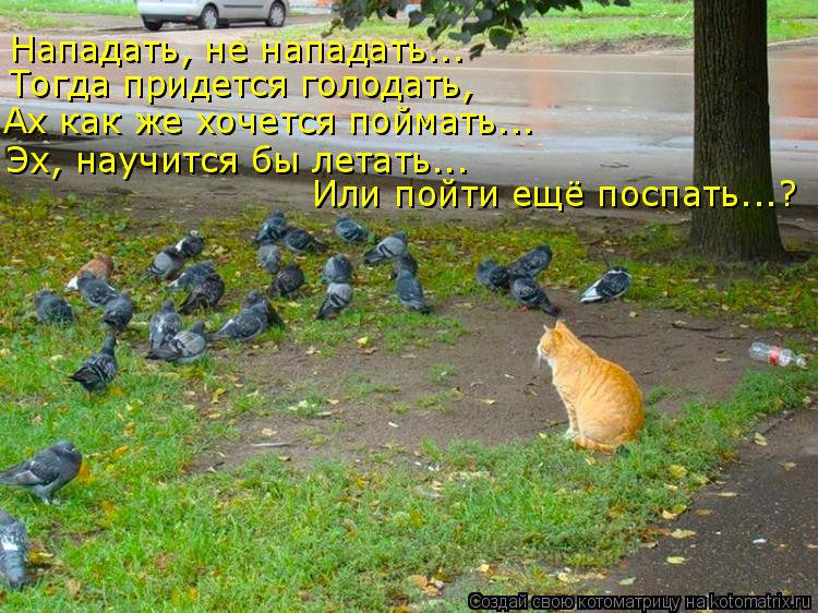 Нападать, не нападать... Тогда придется голодать, Ах как же хочется поймать... Эх, научится бы летать... Котоматрица: Нападать, не нападать... Тогда придется голодать, Ах как же хочется поймать... Эх, научится бы летать... Или пойти ещё поспать...?