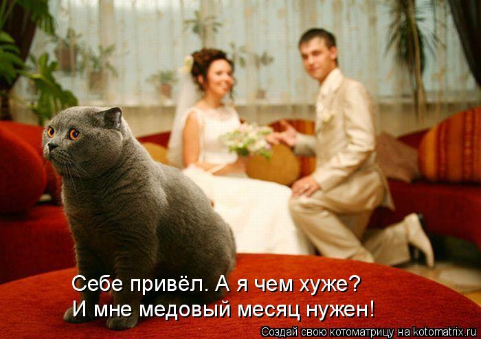 Себе привёл. А я чем хуже? И мне медовый месяц нужен!... Котоматрица: Себе привёл. А я чем хуже? И мне медовый месяц нужен!