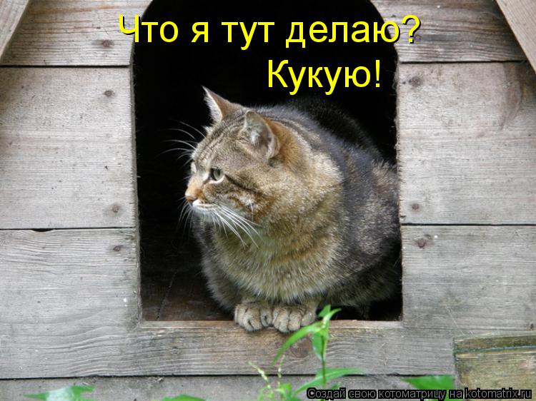 Что я тут делаю? Кукую!... Котоматрица: Что я тут делаю? Кукую!