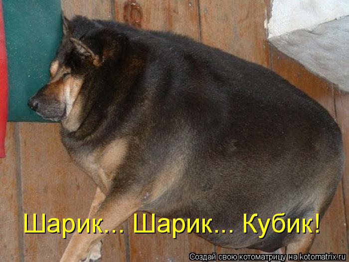 Шарик... Шарик... Кубик!... Котоматрица: Шарик... Шарик... Кубик!