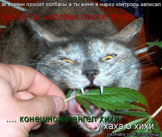 эх хозяин просил колбасы а ты меня в нарко контроль записал какой ты человек после этова .... конешно... Котоматрица: эх хозяин просил колбасы а ты меня в нарко контроль записал какой ты человек после этова .... конешноже ангел хихи у хаха о хихи