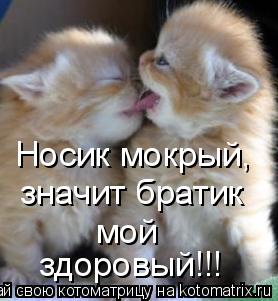 Котоматрица: Носик мокрый, значит братик  мой  здоровый!!!