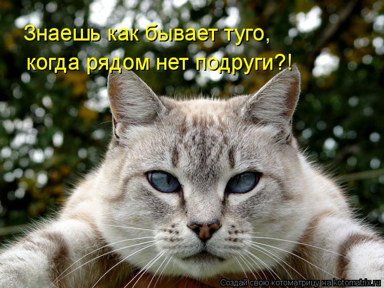 Котоматрица: Знаешь как бывает туго, когда рядом нет подруги?!