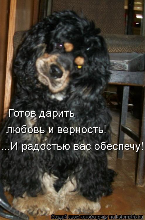 Котоматрица: Готов дарить  любовь и верность! ...И радостью вас обеспечу!