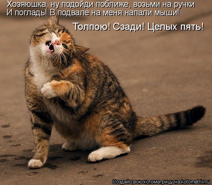 Хозяюшка, ну подойди поближе, возьми на ручки И погладь! В подвале на меня напали мыши! Толпою! Сзади... Котоматрица: Хозяюшка, ну подойди поближе, возьми на ручки И погладь! В подвале на меня напали мыши! Толпою! Сзади! Целых пять!