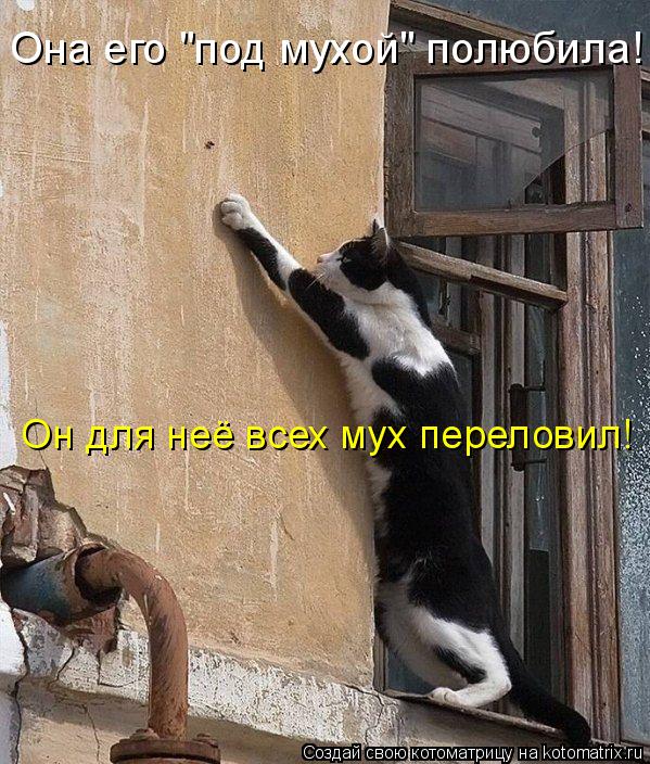 Она его "под мухой" полюбила! Он для неё всех мух переловил!... Котоматрица: Она его "под мухой" полюбила! Он для неё всех мух переловил!