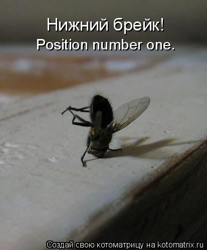 Котоматрица: Нижний брейк! Position number one.