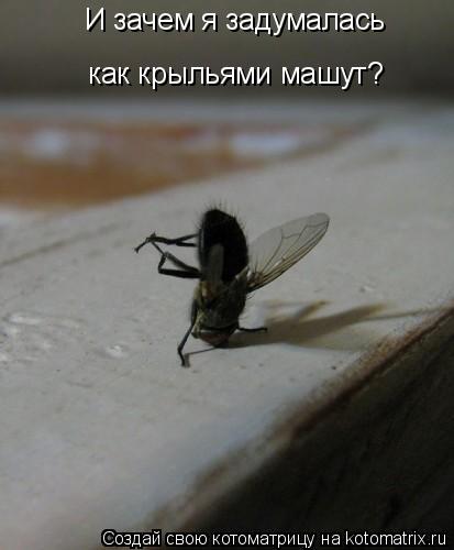 И зачем я задумалась как крыльями машут?... Котоматрица: И зачем я задумалась как крыльями машут?