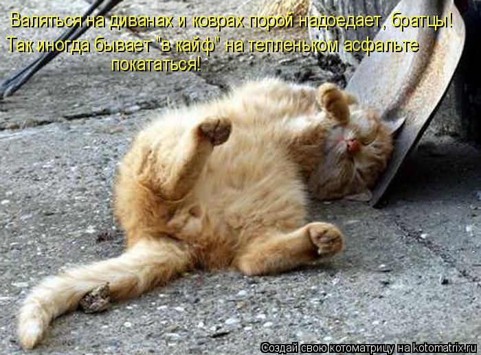 Валяться на диванах и коврах порой надоедает, братцы! Так иногда бывает "в кайф" на тепленьком асфаль... Котоматрица: Валяться на диванах и коврах порой надоедает, братцы! Так иногда бывает "в кайф" на тепленьком асфальте покататься!