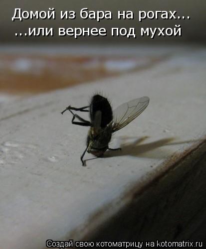 Котоматрица: Домой из бара на рогах...  ...или вернее под мухой