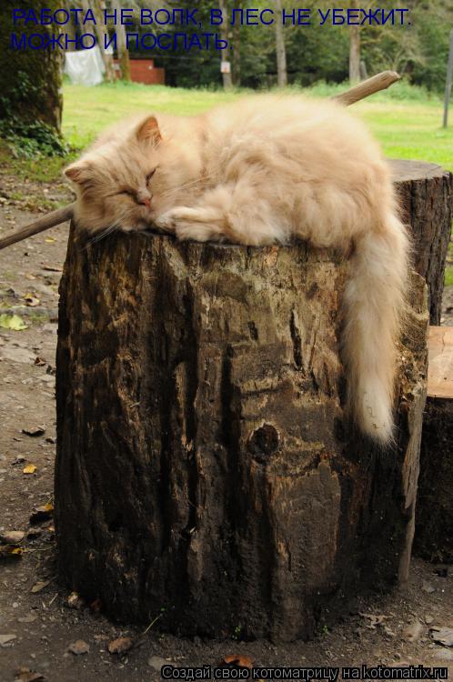 Котоматрица: РАБОТА НЕ ВОЛК, В ЛЕС НЕ УБЕЖИТ.  МОЖНО И ПОСПАТЬ.