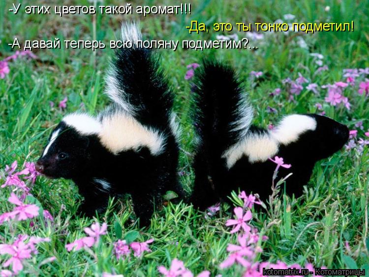 Котоматрица: -А давай теперь всю поляну подметим?... -У этих цветов такой аромат!!! -Да, это ты тонко подметил!