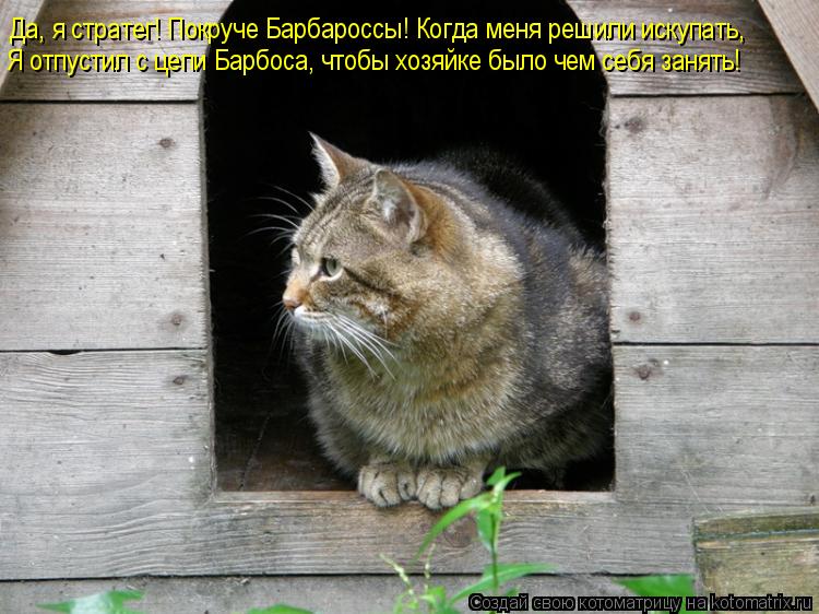 Котоматрица: Да, я стратег! Покруче Барбароссы! Когда меня решили искупать, Я отпустил с цепи Барбоса, чтобы хозяйке было чем себя занять!