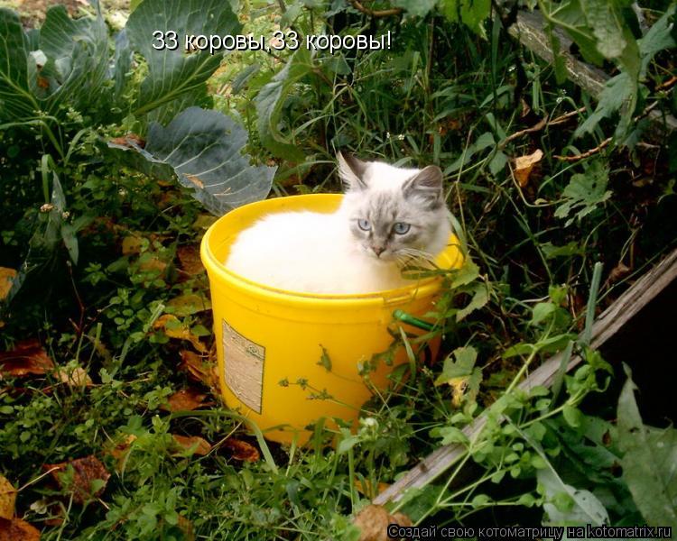 Котоматрица: 33 коровы,33 коровы!