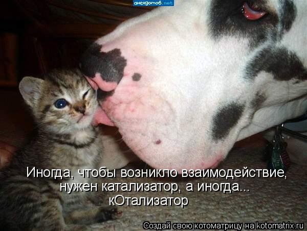 Котоматрица: Иногда, чтобы возникло взаимодействие, нужен катализатор, а иногда... кОтализатор