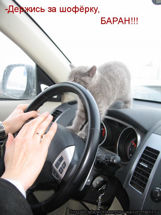 Котоматрица: БАРАН!!! -Держись за шофёрку,