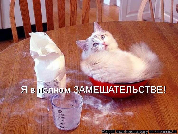 Котоматрица: Я в полном ЗАМЕШАТЕЛЬСТВЕ!