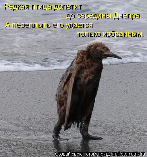 Редкая птица долетит до середины Днепра. А переплыть его удается только избранным.... Котоматрица: Редкая птица долетит до середины Днепра. А переплыть его удается только избранным.