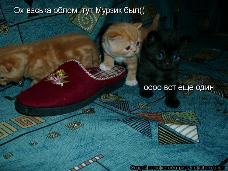 Эх васька облом..тут Мурзик был(( оооо вот еще один... Котоматрица: Эх васька облом..тут Мурзик был(( оооо вот еще один