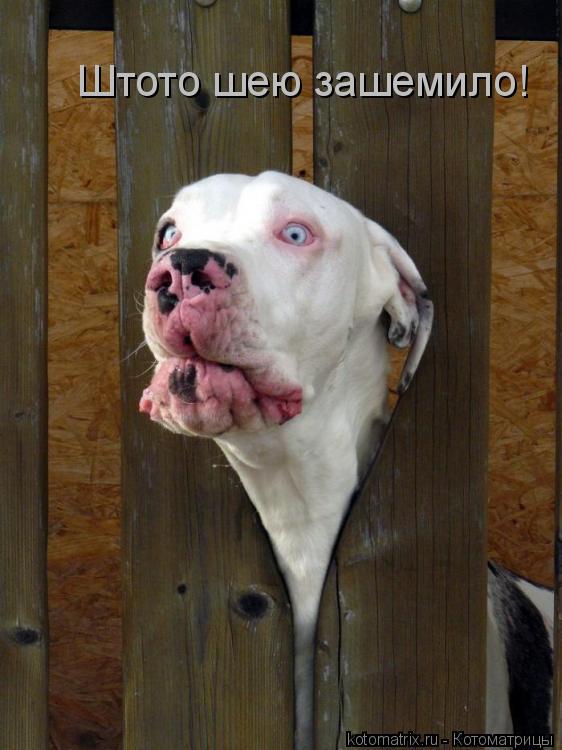 Штото шею зашемило!... Котоматрица: Штото шею зашемило!