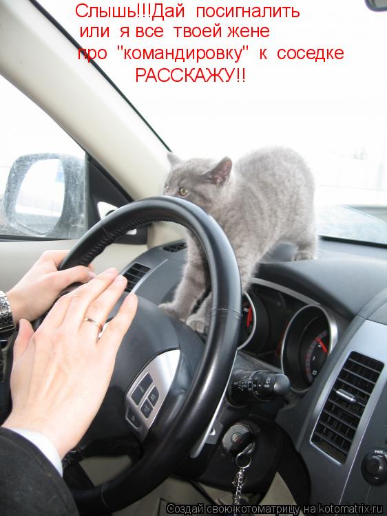 Слышь!!!Дай посигналить или я все твоей жене про "командировку" к соседке РАССКАЖУ!!... Котоматрица: Слышь!!!Дай посигналить или я все твоей жене про "командировку" к соседке РАССКАЖУ!!