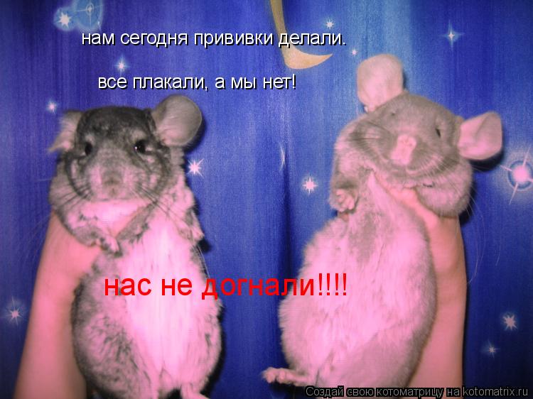 нам сегодня прививки делали. все плакали, а мы нет! нас не догнали!!!!... Котоматрица: нам сегодня прививки делали. все плакали, а мы нет! нас не догнали!!!!