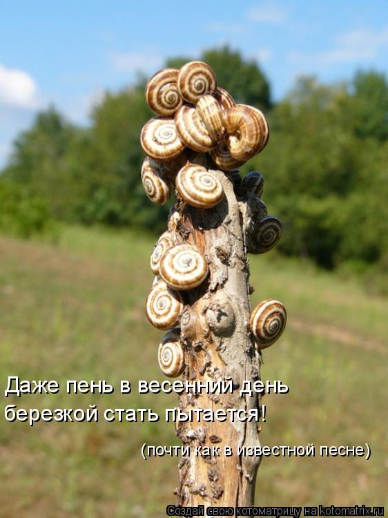 Даже пень в весенний день березкой стать пытается! (почти как в известной песне)... Котоматрица: Даже пень в весенний день березкой стать пытается! (почти как в известной песне)