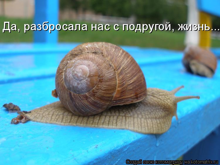 Да, разбросала нас с подругой, жизнь...... Котоматрица: Да, разбросала нас с подругой, жизнь...