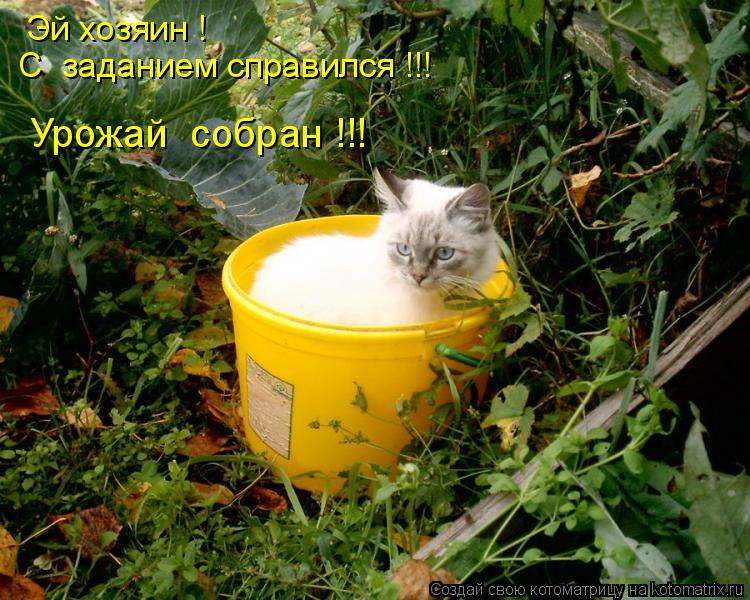 Эй хозяин ! С заданием справился !!! Урожай собран !!!... Котоматрица: Эй хозяин ! С заданием справился !!! Урожай собран !!!